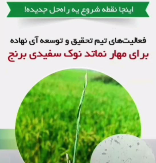 فعالیت های تیم تحقیق و توسعه آی نهاده برای مهار نماتد نوک سفیدی برنج